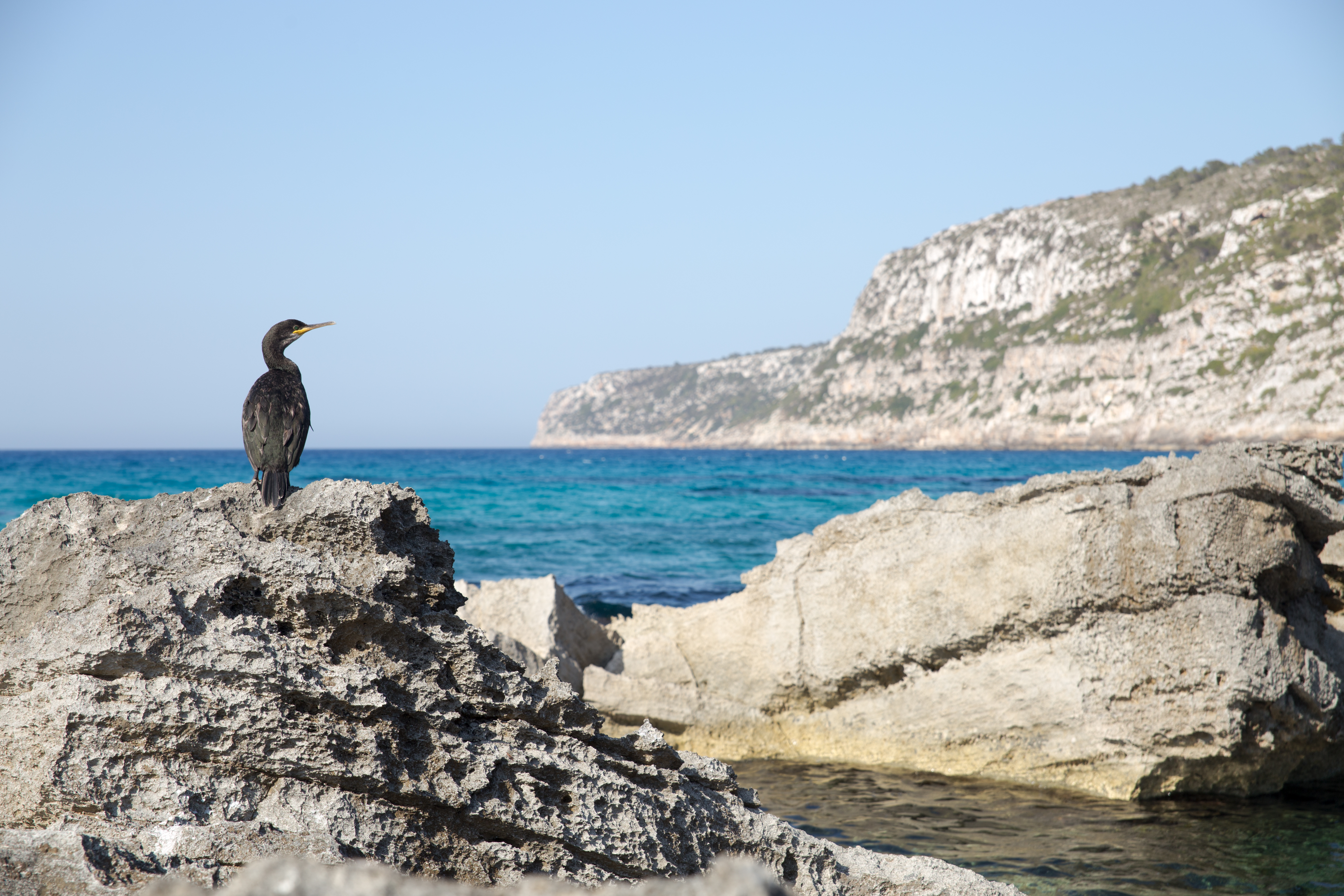 Formentera también es el paraíso de las aves, ¿vienes a descubrirlo este verano?